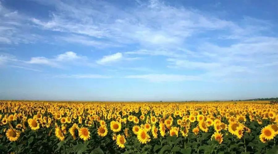 【4天五一小長假攻略】-西尼機電預(yù)祝各位“五一勞動節(jié)”快樂！